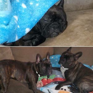 Meet your Posher, Tanis